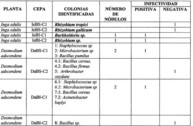 Cuadro N° 7: Identificación e infectividad de cepas aisladas de campo 