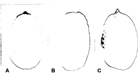 Figura 04. Color de pulpa del fruto maduro de los morfotipos amarillo (A), color (8)  y  shambo (C)