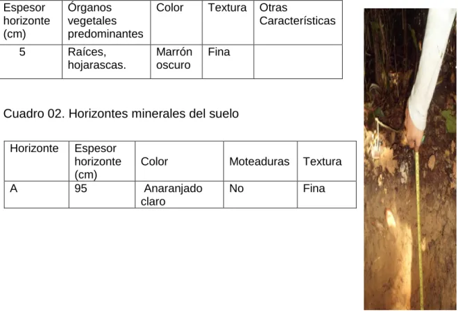 Cuadro 01. Horizontes orgánicos                              GRAFICA-PERFIL 