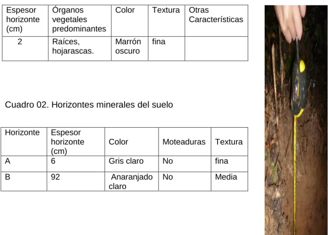 Cuadro 01. Horizontes orgánicos                                         GRAFICA-PERFIL 