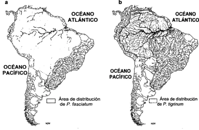 Figura 01. Distribución de P.  fasciatum (a) y P.  tigrinum (b) en América del Sur. 
