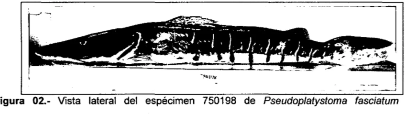 Figura  02.- Vista  lateral  del  espécimen  750198  de  Pseudoplatystoma  fasciatum  colectado en el mercado de Belén de la ciudad de !quitos