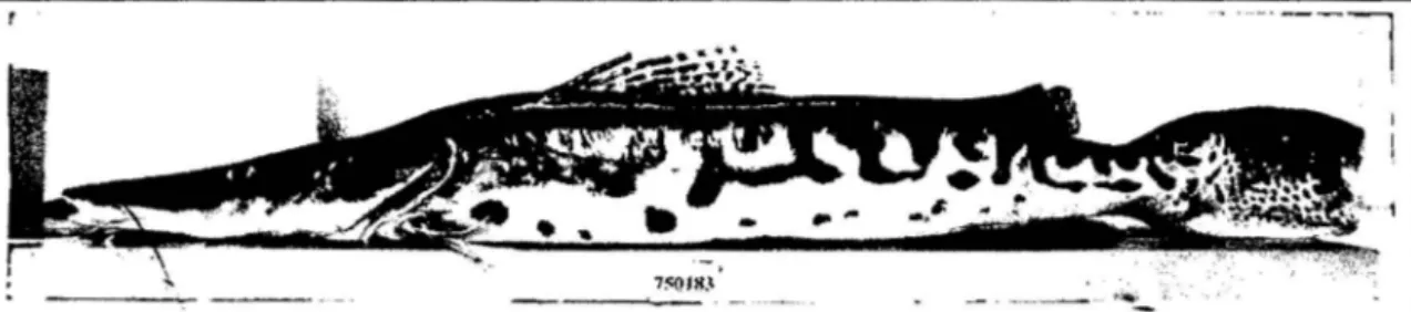 Figura 03.- Vista  lateral  del  espécimen 750183 de Pseudoplatystoma tigrinum colectado  en  el  mercado de Belén de la  ciudad de lquitos