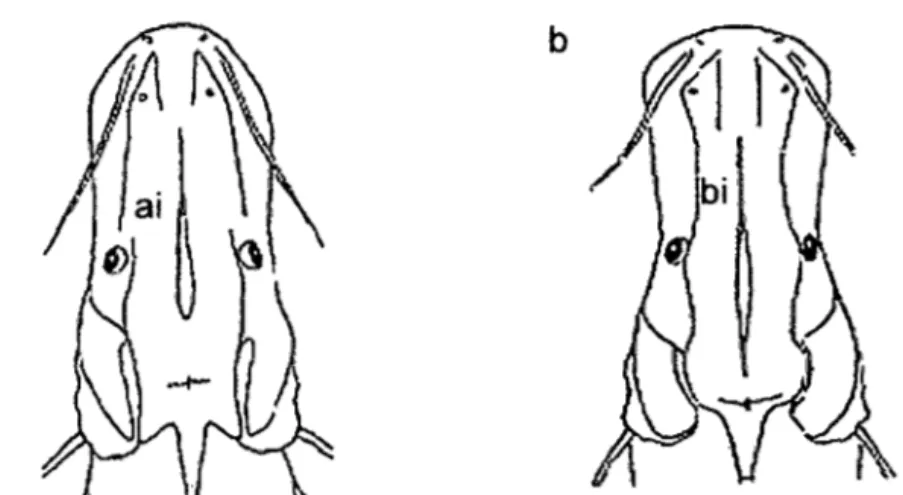 Figura  06.  - Ilustración de  la  forma  de la  cabeza  de  P.  fasciatum  y sus  morfotipos  (a) e  ilustración de la forma de la  cabeza de  P