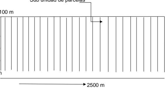 Figura 2. Apertura de trochas de orientación de la PCA  c)  Inventario forestal 