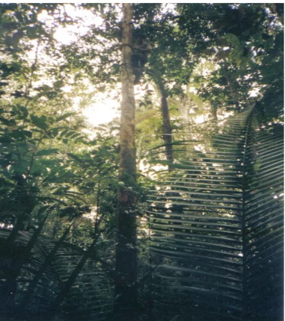 Foto 1: Vista del dosel y forma de colecta de los árboles grandes en la EBQB. 