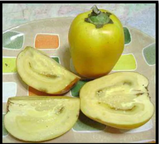 Figura 3: Solanum sessiliflorum