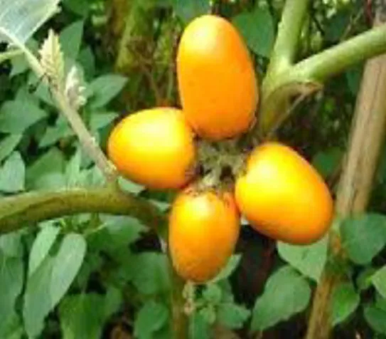 Figura 4: El fruto en su tallo el Solanum sessiliflorum 