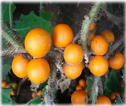 Figura 5: Solanum sessiliflorum 