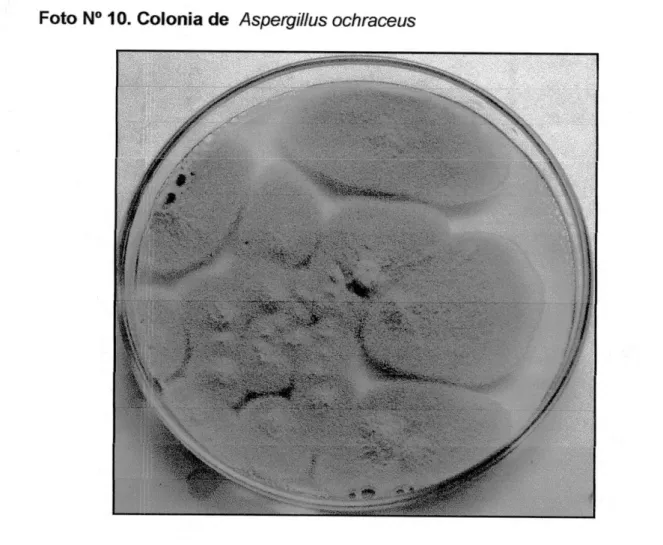 Foto N° 10. Colonia de Aspergiílus ochraceus 