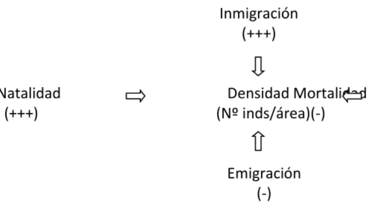 Figura 1. Los cuatro procesos demográficos que son determinantes positivos (+++)  o  negativos  (-)  de  la  densidad  (número  de  individuos/área)  o  tamaño  de  la  población (Fuente: KREBS 1985)
