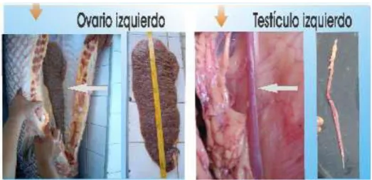 Figura 06. Aparato reproductor del Arapaima gigas (hembra izquierda,  macho derecha). 