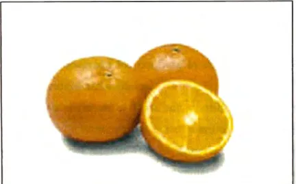 Figura l. Naranja dulce (Citrus sinensis) 