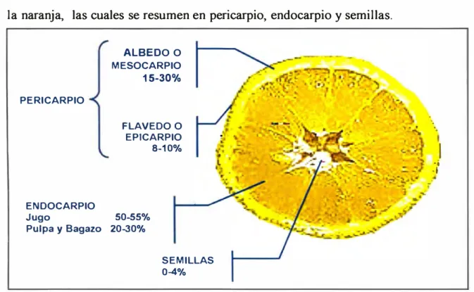 Figura 2.  Composición .fisica de la naranja dulce (Citrus sinensis) 