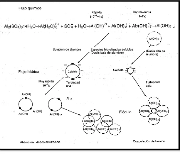 Fig. 09: Mecanismo de coagulación.