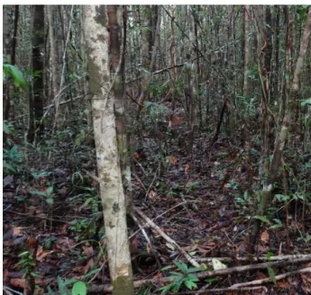 Figura 3. Bosque de varillal alto húmedo - km 25 de la carretera   Iquitos-Nauta 