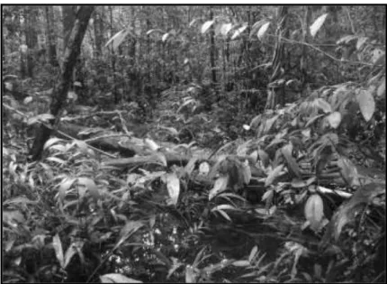 Figura 1: Bosque de terraza inundable por agua negra presente en la parcela 9  (PPM 1) del Arboretum “El Huayo” (MINAM, 2015)