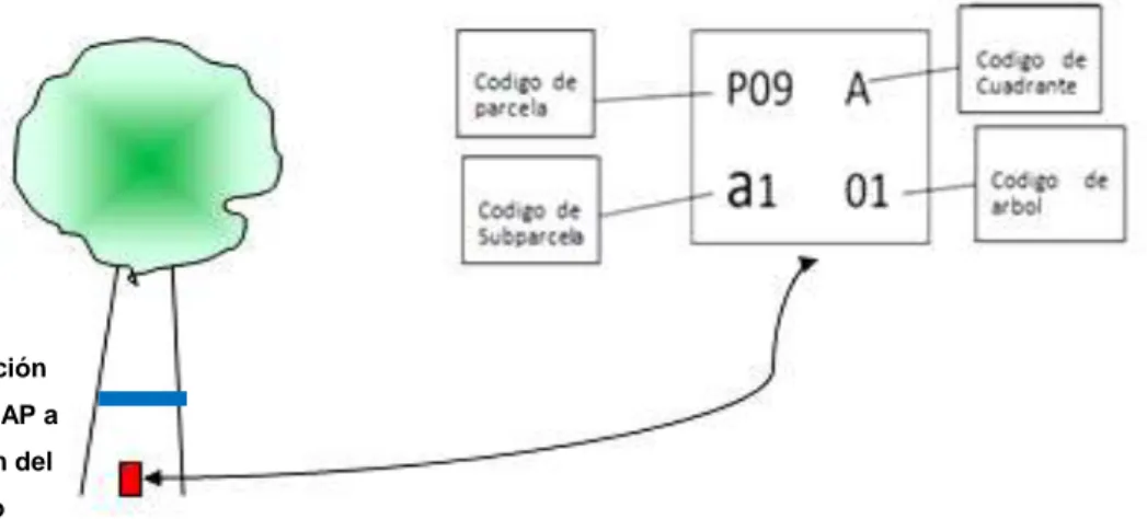 Figura 3. Codificación de los arboles (Leaño, 1998)  8.3.5.1.5.  Levantamiento de información para individuos