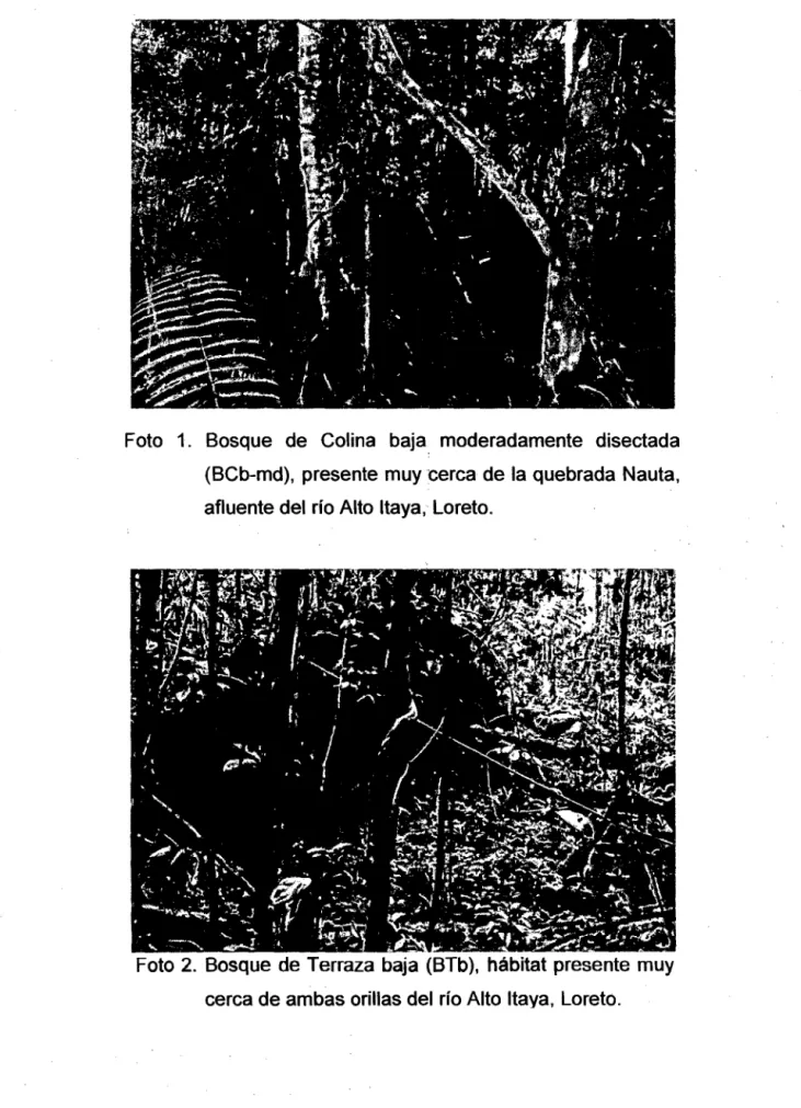 Foto  1.  Bosque  de  Colina  baja.  moderadamente  disectada  (BCb-md),  presente muy cerca  de la quebrada Nauta,  afluente del río Alto ltaya,  Loreto
