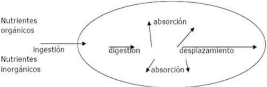 Figura 1:  Fisiología digestivas del cuy 