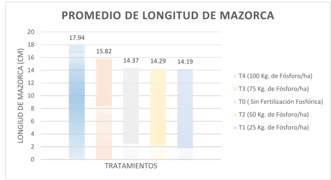 Gráfico Nº 02: Longitud Promedio de la Mazorca de Planta de Maíz (Zea mays L.) var. M