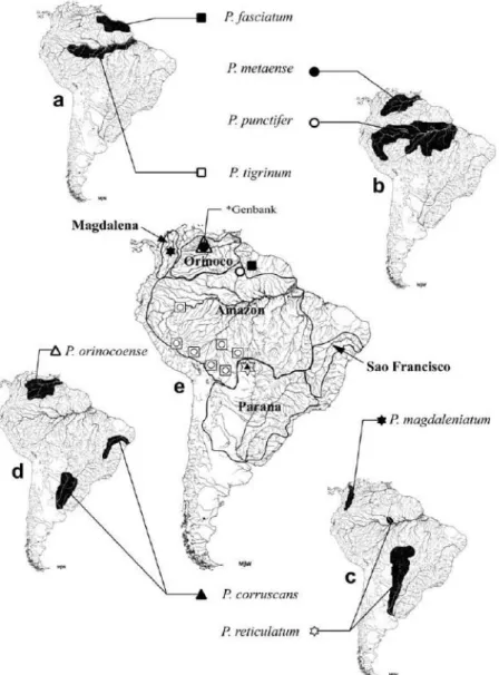 Fig.  1.  Áreas  de  distribución  para  las  ocho  especies  del  género  Pseudoplatystoma  reconocidas  por  Buitrago-Suarez  &amp;  Burr,  2007  (tomada  de  Torrico  et  al.,  2009)