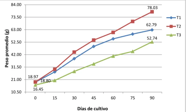 Fig.  8.  Evaluación  del  peso  promedio  de  alevinos  de  P.  fasciatum,  cultivadas  bajo  tres  densidades  de  siembra  en  jaulas  flotantes,  por  un  periodo  de  noventa días
