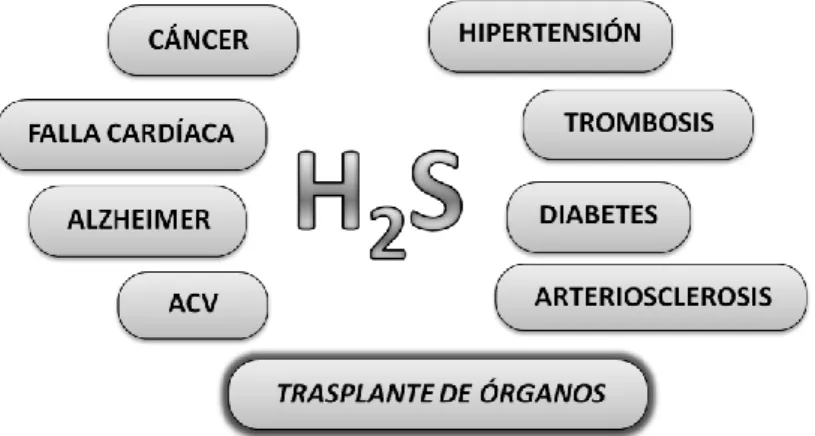 Figura 1.8 – Enfermedades que podrían tratarse con los efectos terapéuticos del H 2 S