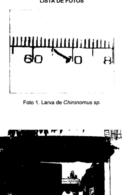 Foto  1.  Larva de  Chironomus  sp. 