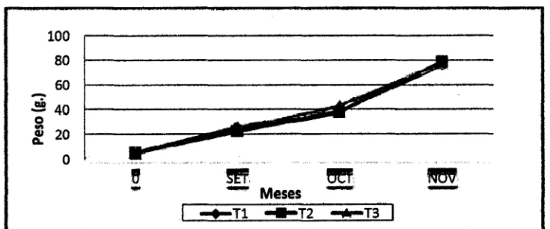 Gráfico 01.  Curvas de crecimiento en  peso de la gamitana  cultivados en jaulas  durante 90 días