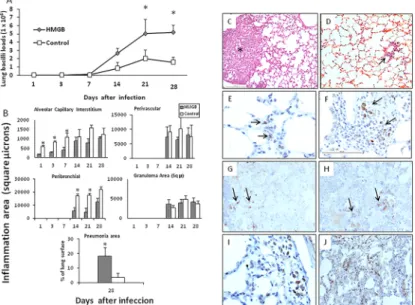 Fig 5. Effect of administrate recombinant HMGB1 during early infection on bacilli burdens and inflammation