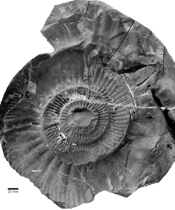 Figure 5. Lithacoceras n. sp. aff. picunleufuense Parent, Garrido, Schweigert &amp; Scherzinger