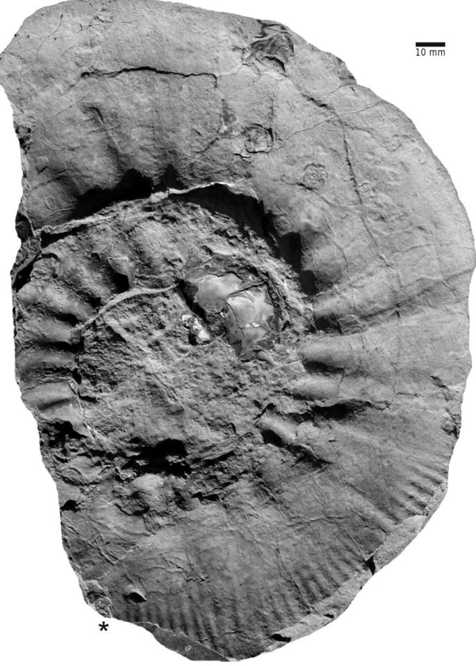 Figure 9. Choicensisphinctes cf. erinoides (Burckhardt). Almost complete adult macroconch of an evolute variant (negative field-photograph of a cast,  natural size)