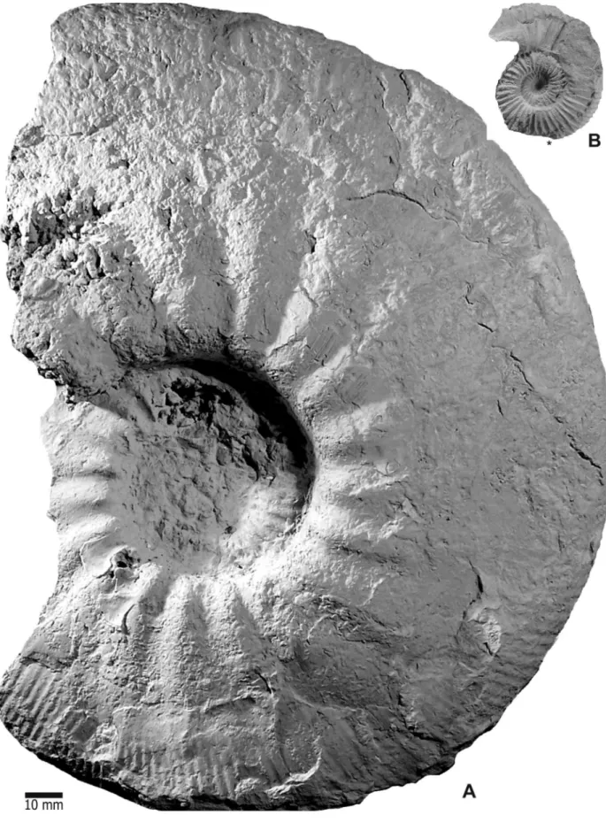 Figure 13. A: Choicensisphinctes cf. limitis (Burckhardt), crushed adult phragmocone (MCNAM 24388), Arroyo Cieneguita, bed AC-5 (Zitteli Z., cf