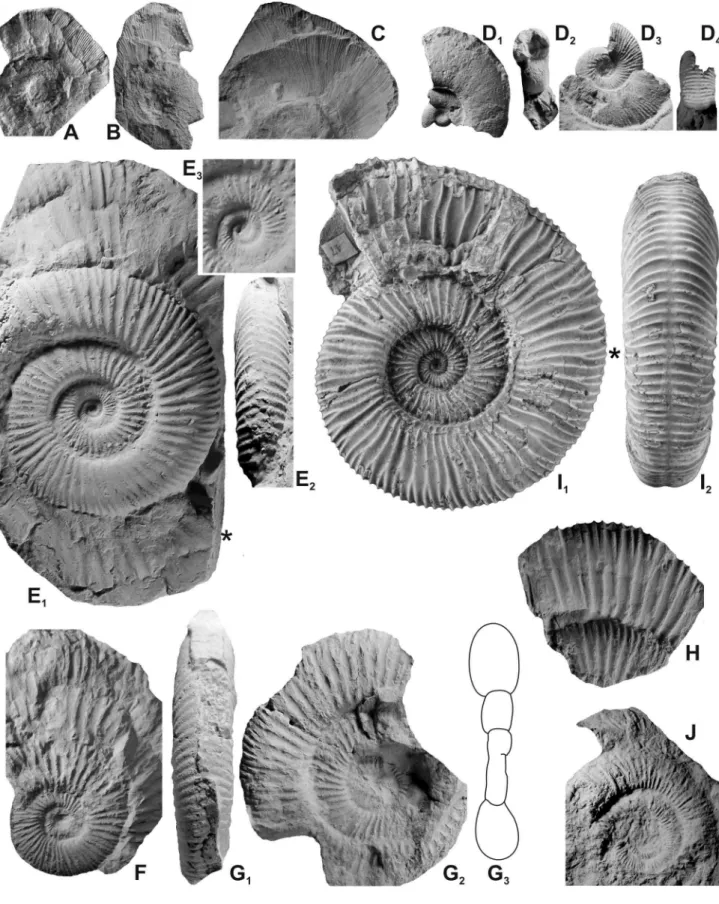 Figure 14. A-D: Choicensisphinctes striolatus (Steuer), Arroyo Cieneguita, bed AC-17 (Koeneni Zone, striolatus hz.); A: almost complete crushed adult  microconch (MCNAM 24464/2) with base of lappets preserved