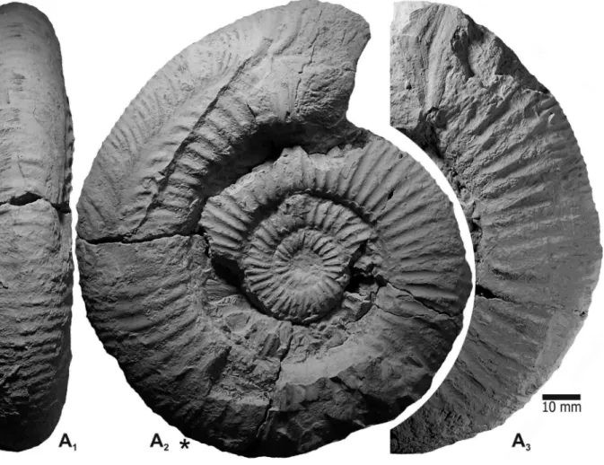 Figure  4.  Lithacoceras  n.  sp.  aff.  picunleufuense  Parent,  Garrido,  Schweigert  &amp;  Scherzinger