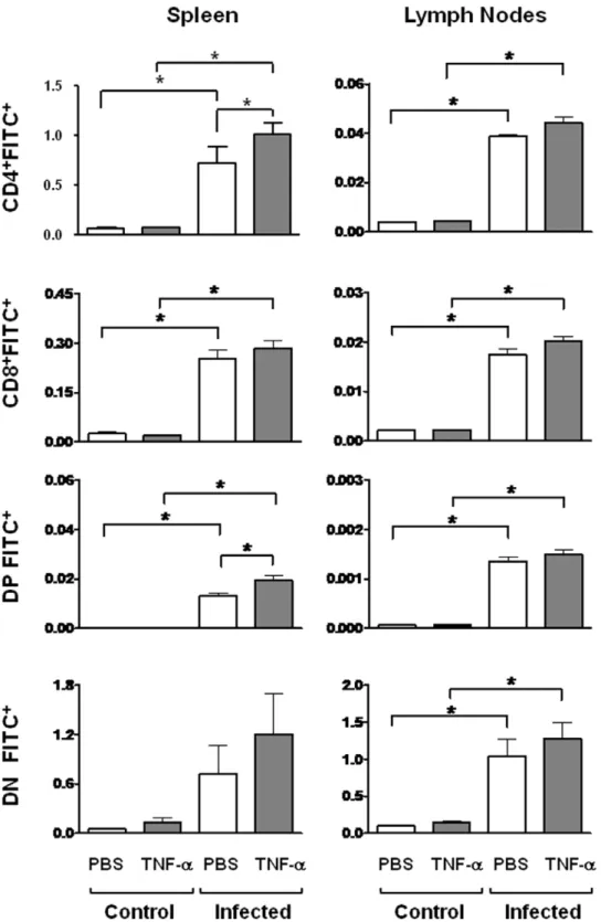 Figure 2. TNF-a enhances export of CD4 + CD8 + thymocytes. Control and 14 days-infected animals were intrathymically injected with FITC dissolved in PBS with or without TNF-a