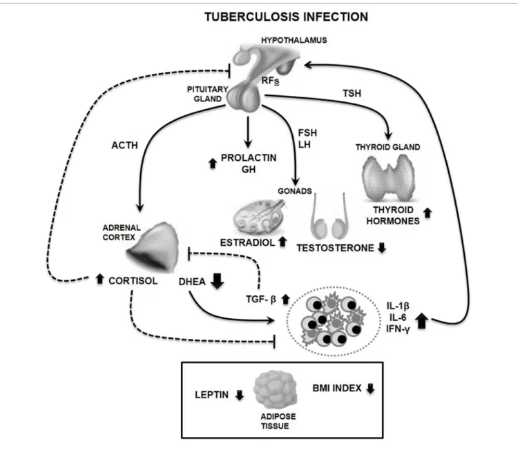 FiGURe 1 | Main features of circulating immune-endocrine alterations in male tuberculosis (TB) patients