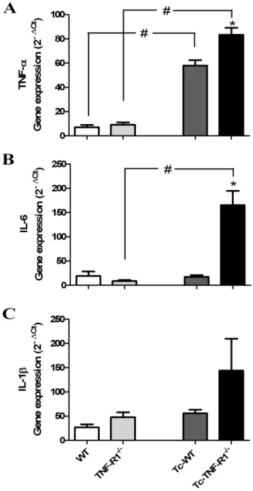 Figure 6A shows that during the infection there was an increase in TNF-a gene expression levels in both groups of infected mice.