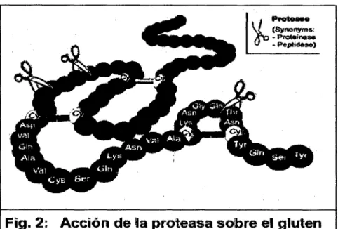 Fig. 2:  Acción de  lla  proteasa sobr;e el gluten 