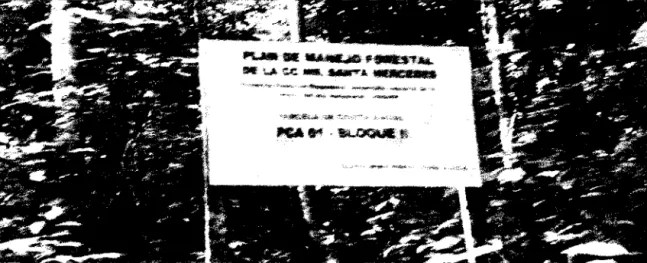 Figura 01.  Parcela de corta anual  01- 11 