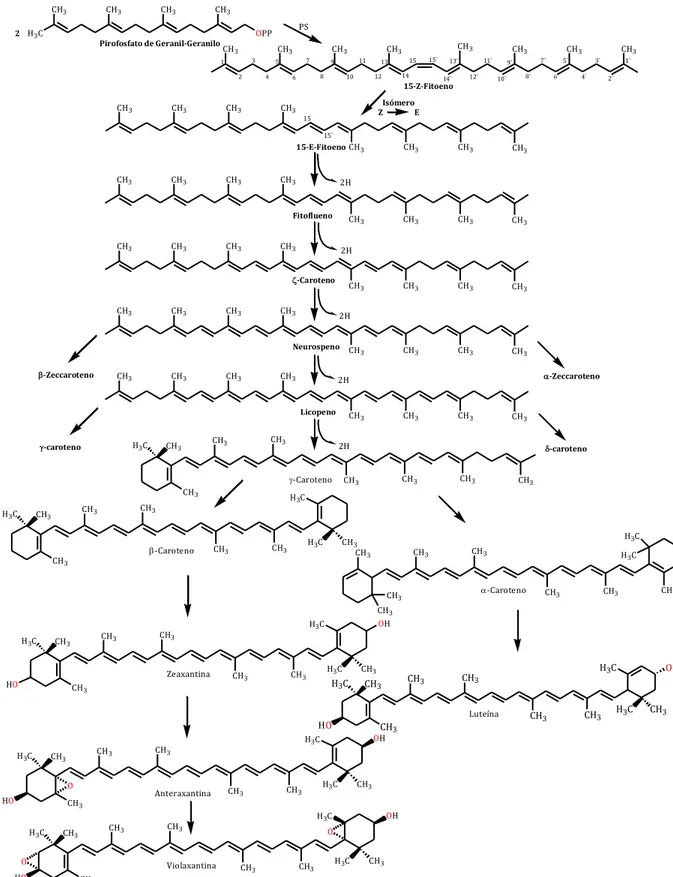 Fig. 3. Esquema de Biosíntesis de Carotenoides.   