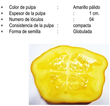 Foto N° 08 características internas del Ecotipo D Fuente: original de la tesis 