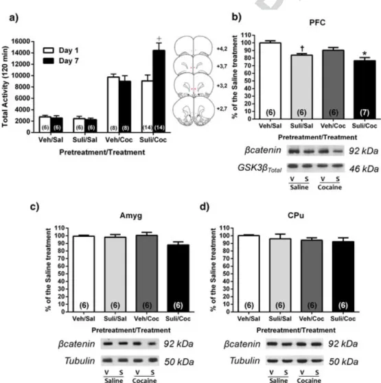 Figure 4 Inhibiting PFC ’s Wnt canonical pathway with Sulindac develops cocaine-induced behavioral sensitization