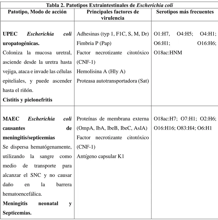Tabla 2. Patotipos Extraintestinales de Escherichia coli  Patotipo, Modo de acción  Principales factores de 