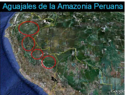 Figura N° 04: Aguajales de la Amazonía Peruana 