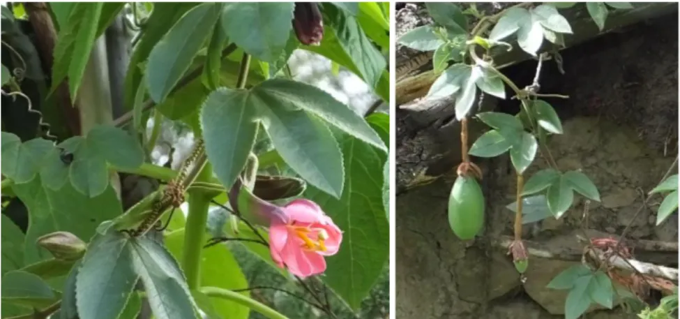 Figura 17. Planta: Passiflora mollisima.