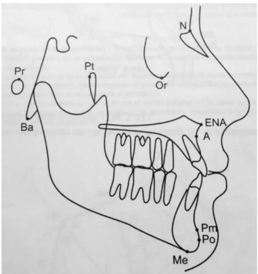 Fig. 09: Puntos cefalómetricos para análisis de Ricketts (Azenha, 2008) 