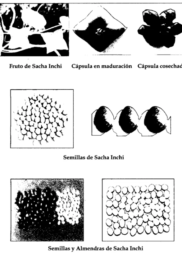 Figura 3.  FRUTOS, SEMILLAS Y ALMENDRAS DE SACHA INCHI 