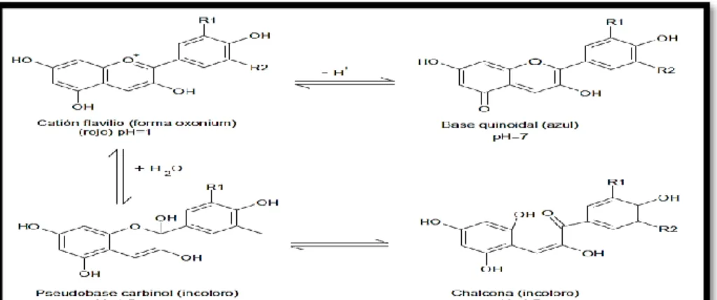 Figura N° 14: Estructura de antocianinas a diferentes pH’s  Fuente: Giusti y Wrolstad (2001)